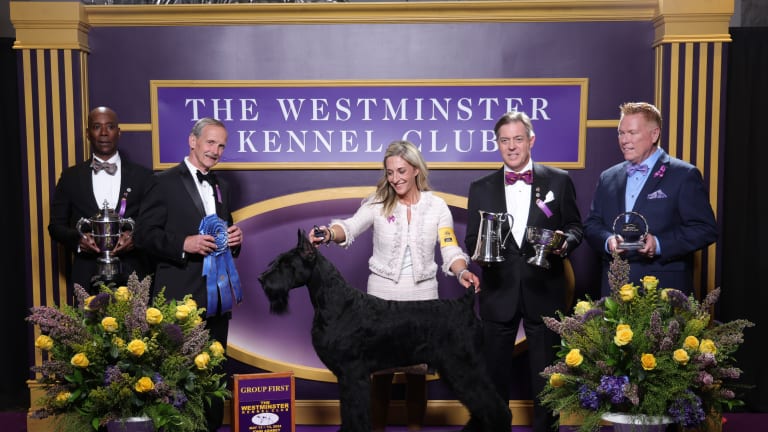 The first edition of the Westminster Kennel Club Dog Show was held in 1877.