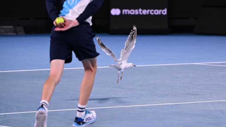 A seagull interrupted the match between Felix Auger-Aliassime and Dominic Thiem in Margaret Court Arena.