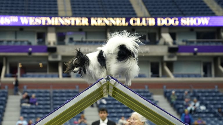 The agility competition is one of the show's ancillary events.